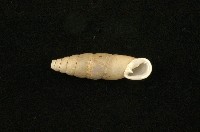 臺灣仿煙管蝸牛藏品圖，第2張